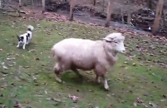 Conozca a la oveja que se cree perro