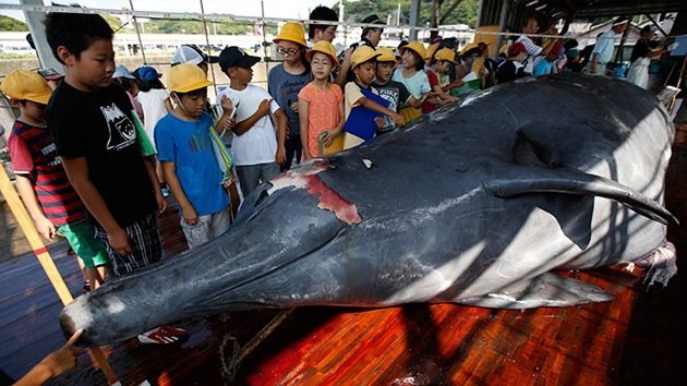 Fotos: Invitan a niños japoneses a ver cómo una ballena recién cazada es troceada