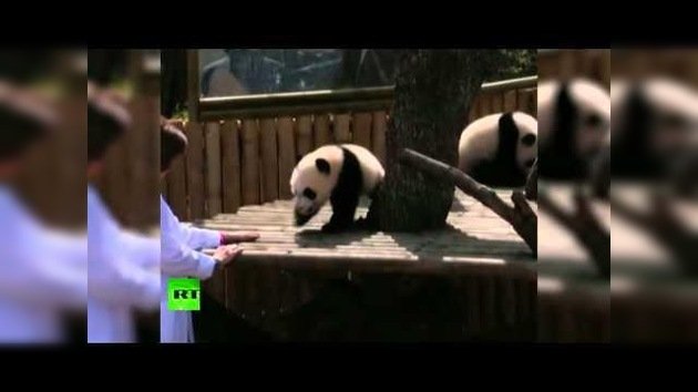 El zoo de Madrid se despide de dos pandas gemelos que parten hacia China