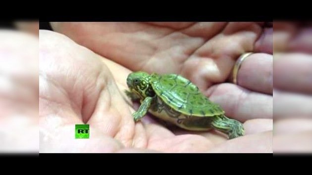 El zoológico de San Antonio exhibe una tortuga de dos cabezas