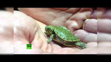 El zoológico de San Antonio exhibe una tortuga de dos cabezas