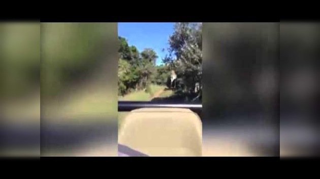 Parque Jurásico: Una jirafa enojada persigue a unos turistas