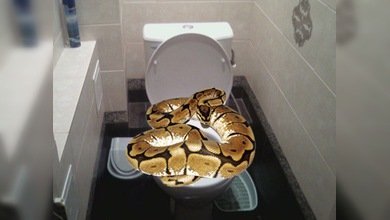 El monstruo del desagüe