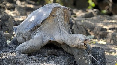Muere Solitario George, el símbolo centenario de las Islas Galápagos