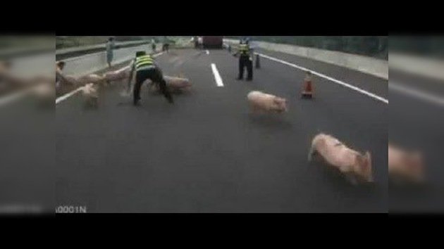 Unos cerditos causan caos y paralizan el tránsito en una carretera de China