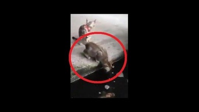 ¿La curiosidad mató al gato? Un minino es atacado por un pez