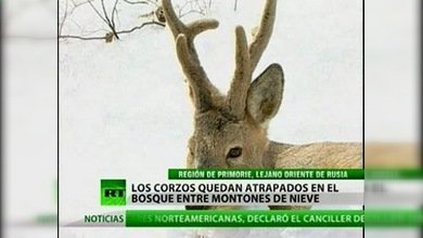 Los corzos, bajo el instinto protector de los cazadores