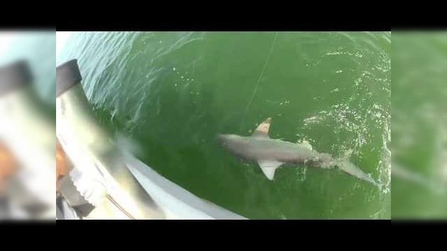 Un mero gigante devora un tiburón de un bocado