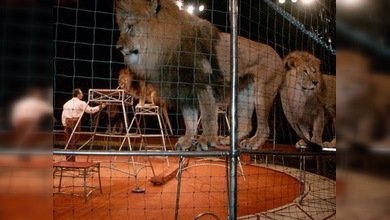 El Parlamento británico deja sin trabajo a los domadores de circo