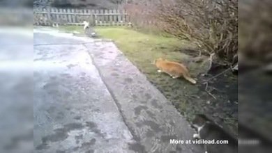 ¿Minino 'troll'?: Un gato le arruina la cacería a su compañero