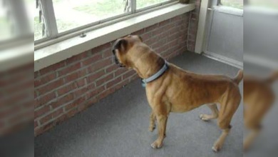 ¿Quién ganará?: una 'feroz' hoja se enfrenta a un perro