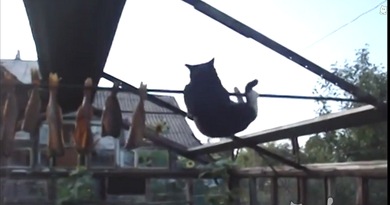 Un gatito acróbata falla en su misión de robar un pescado
