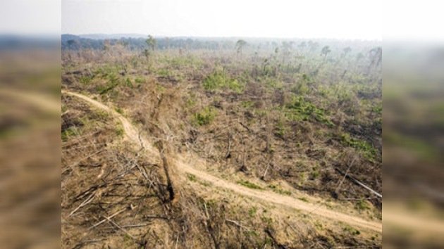 Grave aumento de la deforestación de la selva amazónica de Brasil