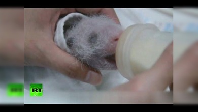 Un bebé panda, la alegra del zoo de Taipéi