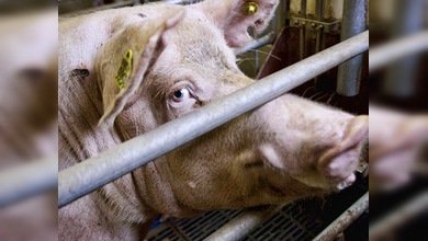 Cerdos paralizan el tráfico en una ciudad siberiana