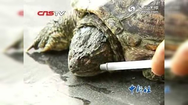 La tortuga que se arrastra por un cigarrillo