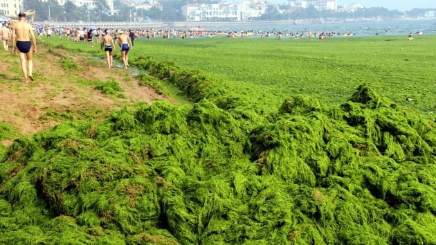 Fotos: Invasión de algas verdes en una playa de China