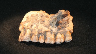 Descubren que el Homo Sapiens salió de África antes de lo que se pensaba