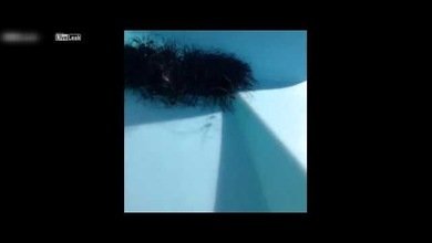 Por qué no hay que tocar las 'bolas de pelo' desconocidas