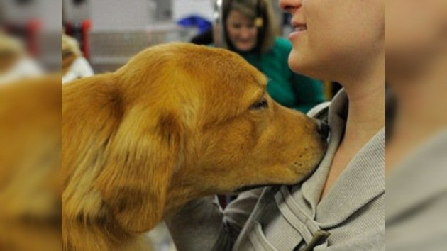 Los perros rastreadores podrían 'oler' la presencia de un cáncer
