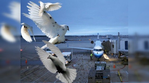 Arrestado un empresario de EE. UU. por alimentar a palomas