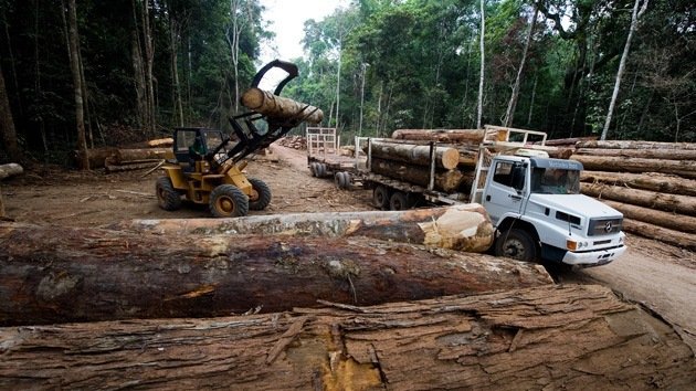 El crimen organizado es responsable del 90% de la deforestación tropical