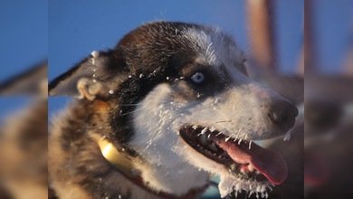 Un servicio para perros "píos" se abre en EE. UU.