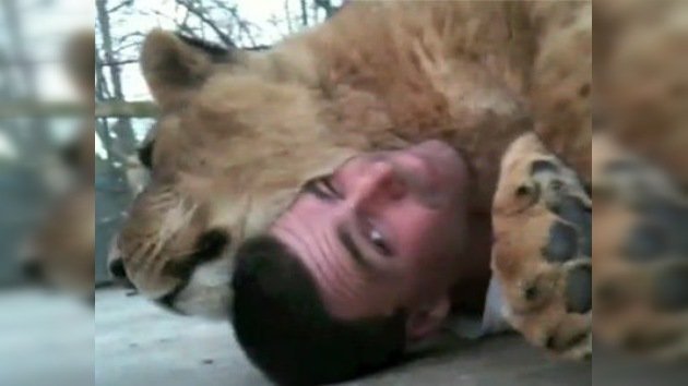 Una cariñosa leona conquista a los encargados de un refugio felino