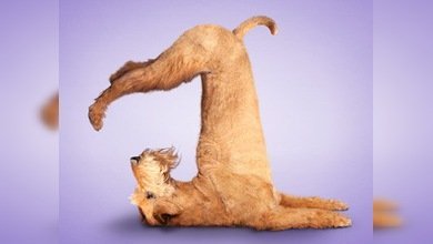 Perritos y gatitos haciendo yoga