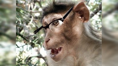 Mono ladrón en la India