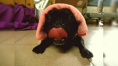 Un perrito con motor diésel