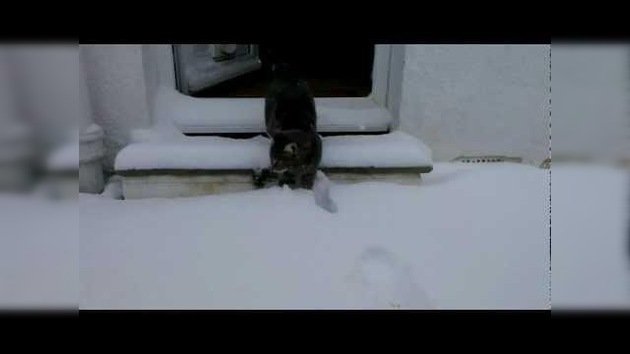Primer encuentro entre un gato y la nieve