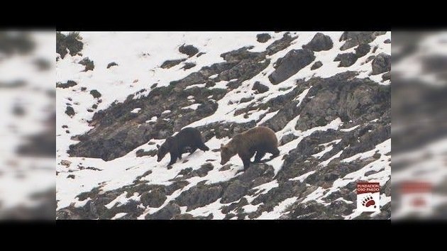 ¡Arriba perezosos!: Los osos pardos salen de sus guaridas