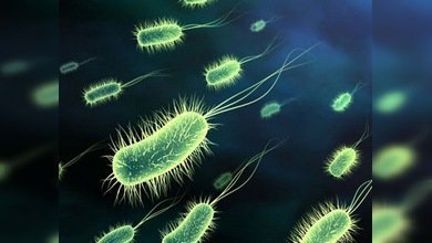 Nace la bacteria multiusos: 'saca' la basura y enciende la luz
