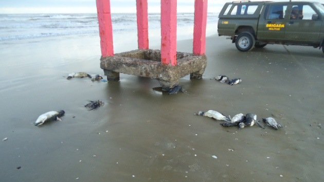 Hallan más de 500 pingüinos muertos en las playas de Brasil