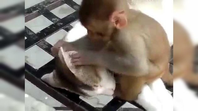 ‘Pesadilla gatuna’: Conozca la desesperante historia del mono que no deja dormir