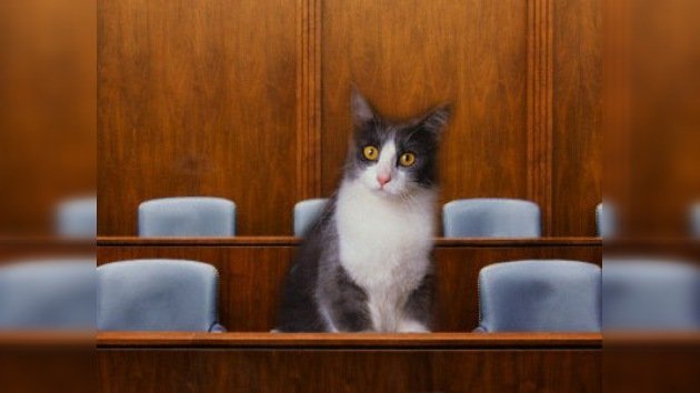 Un gato tendrá que formar parte de un jurado en EE. UU.