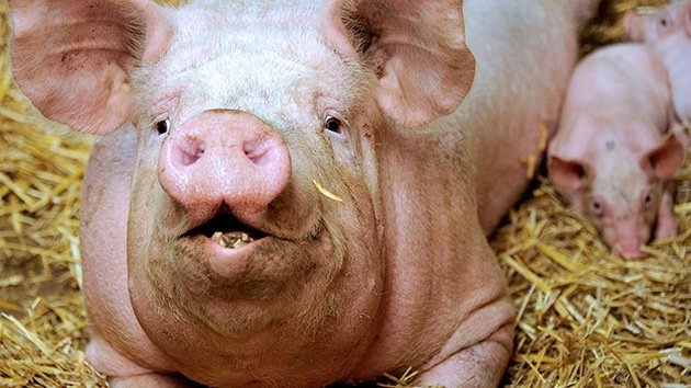 Estudio: El maíz transgénico de Monsanto daña el estómago y el útero de los cerdos - RT