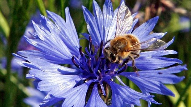 Demandan a la Agencia Ambiental de EE.UU. por provocar el 'holocausto de abejas'