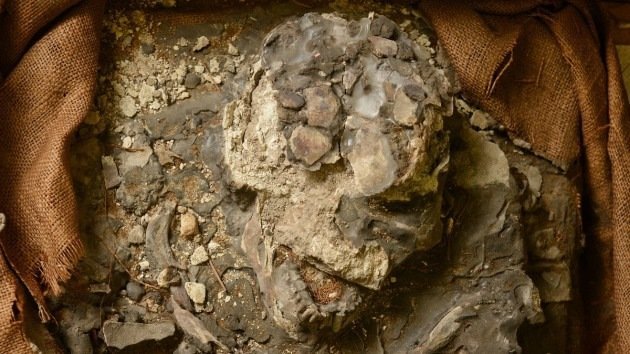 Hallan un esqueleto humano de 6.500 años en el sótano de un museo de EE.UU.