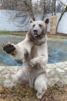 Conozcan al oso más famoso de Rusia