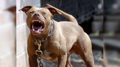 La mujer atacada por 'pitbulls' murió en el hospital por sus graves heridas