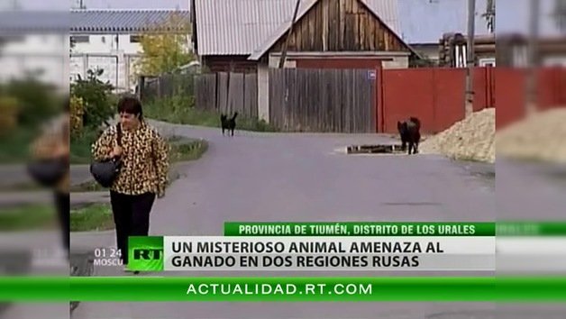 Un misterioso animal amenaza al ganado en dos regiones rusas