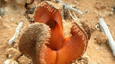 15 criaturas propias del espacio entre la flora terrestre