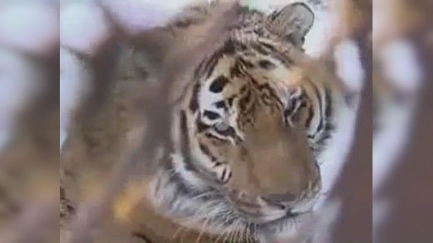 Unos alumnos rusos recaudan 5.000 dólares para curar a un tigre