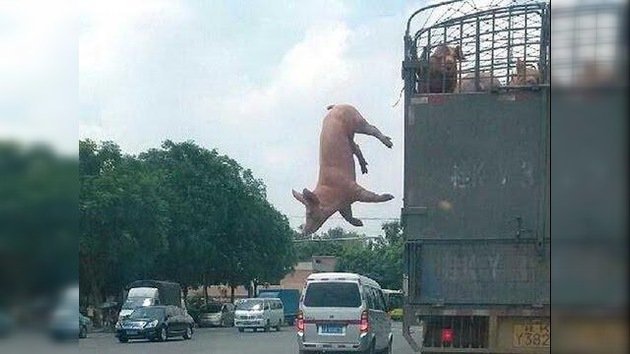Un cerdo huyendo de la muerte: salta de un camión en movimiento para no ir al matadero