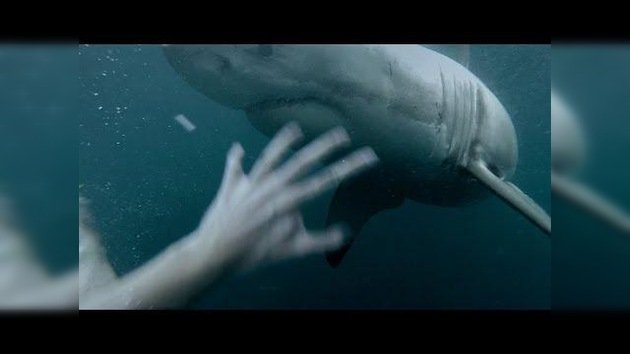 Un hombre aterrorizado escapa de un gran tiburón blanco