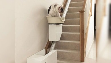 Crean el primer ascensor para perros obesos