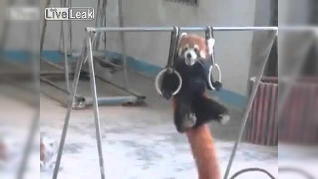 Un panda rojo se entrena para los Juegos Olímpicos