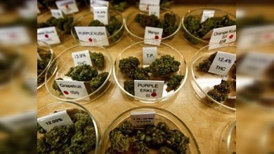 El Gobierno de Jamaica evalúa la despenalización de la marihuana